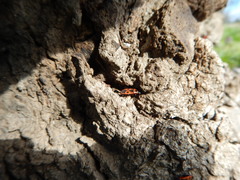 Pyrrhocoris apterus