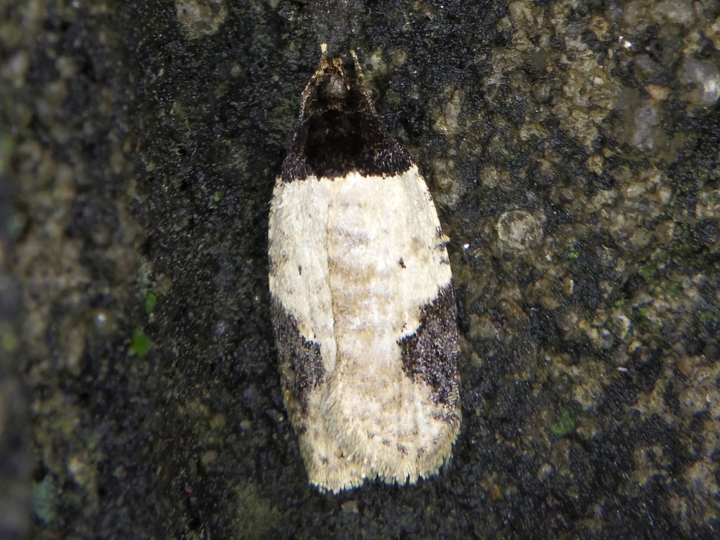 Agonopterix costaemaculella