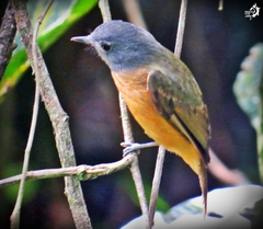 Mionectes rufiventris