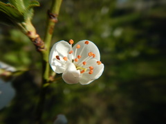 Prunus
