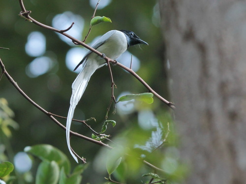 Blyth's Paradise Flycatcher (Terpsiphone affinis), photo 3