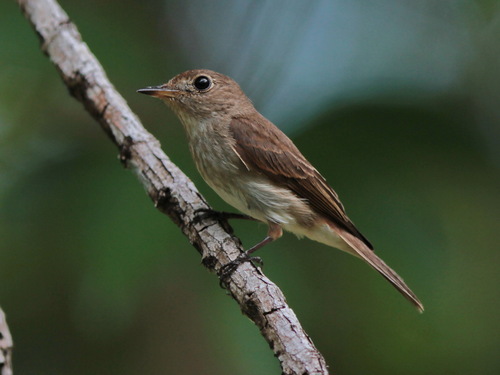 Brown-streaked Flycatcher (Muscicapa williamsoni), photo 8