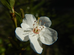 Prunus