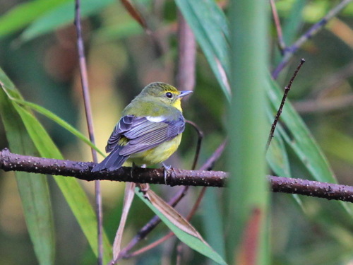 Green-backed Flycatcher (Ficedula elisae), photo 3