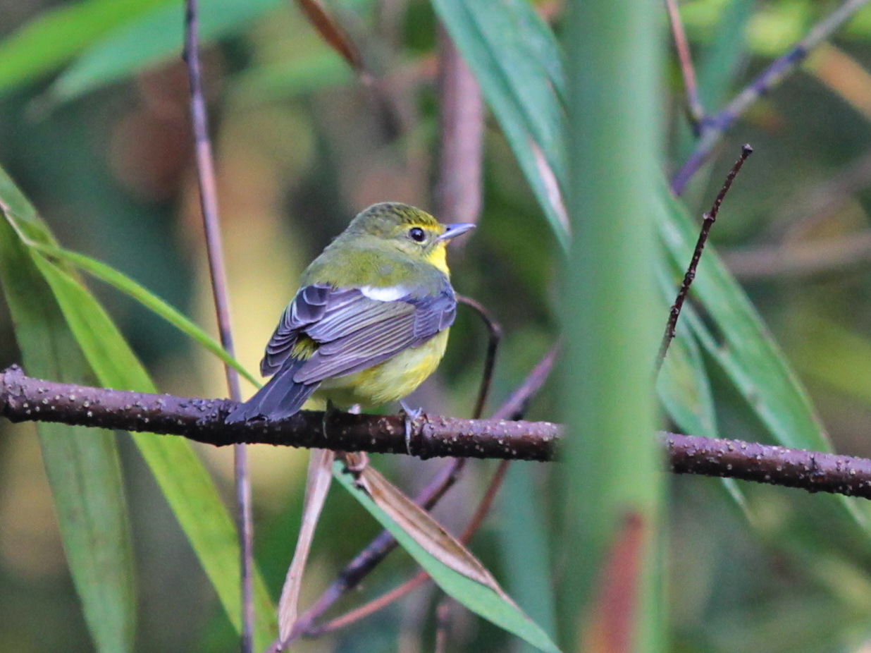Green-backed Flycatcher (Ficedula elisae)