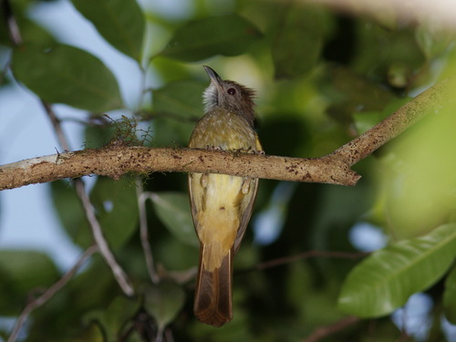 Grey-cheeked Bulbul (Alophoixus tephrogenys), photo 8