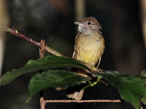 Grey-cheeked Bulbul (Alophoixus tephrogenys), photo 4