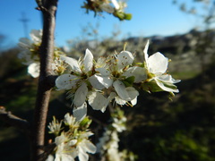 Prunus