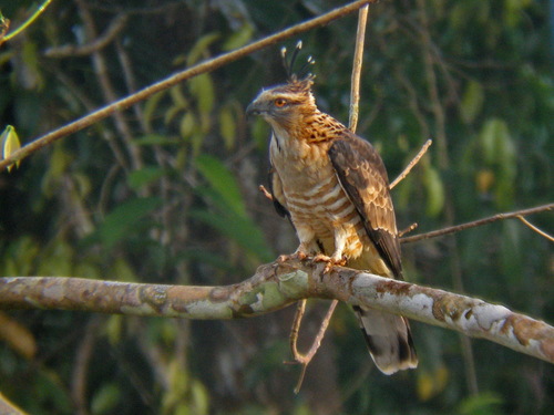 Jerdon's Baza (Aviceda jerdoni), photo 9