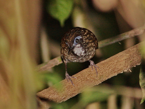Large Wren-Babbler (Turdinus macrodactylus), photo 2