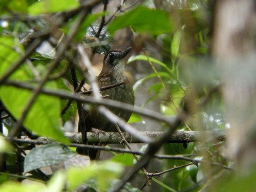 Large Wren-Babbler (Turdinus macrodactylus), photo 5