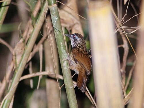 Large Wren-Babbler (Turdinus macrodactylus), photo 4