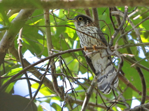 Moustached Hawk-Cuckoo (Hierococcyx vagans), photo 3