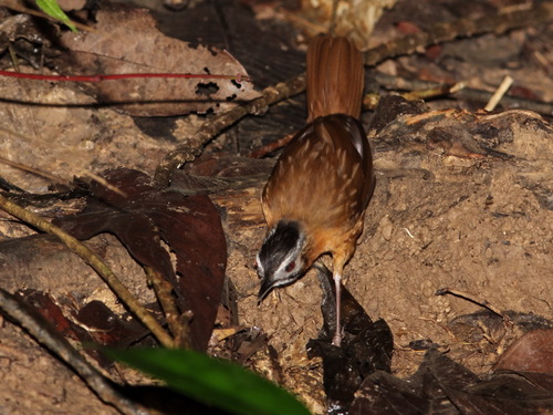 Malayan Black-capped Babbler (Pellorneum nigrocapitatum), photo 7