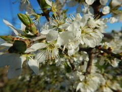 Prunus