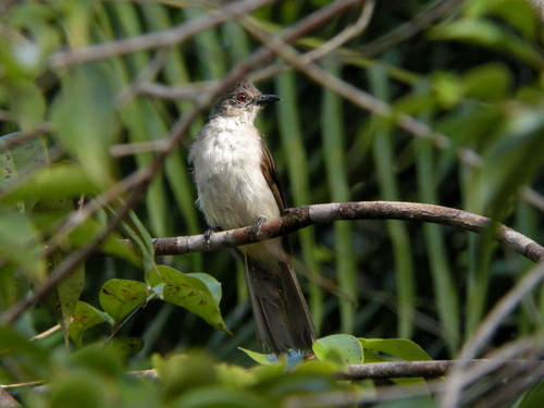 Puff-backed Bulbul (Microtarsus eutilotus), photo 2