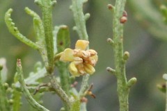Dodonaea lobulata