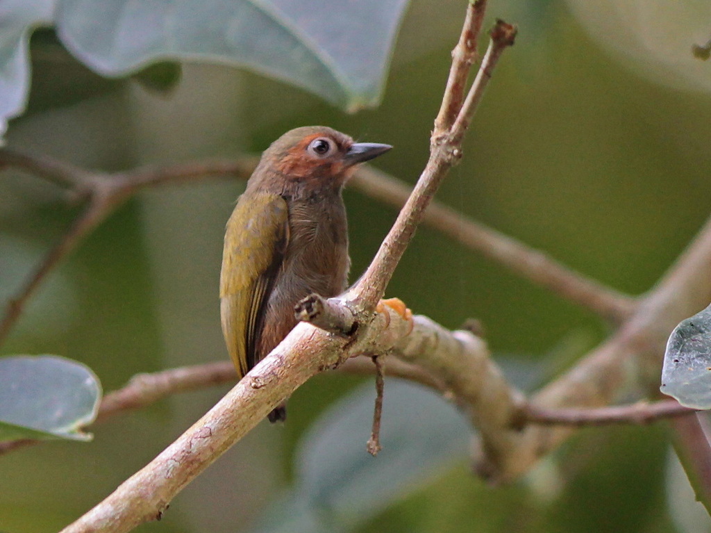 Rufous Piculet