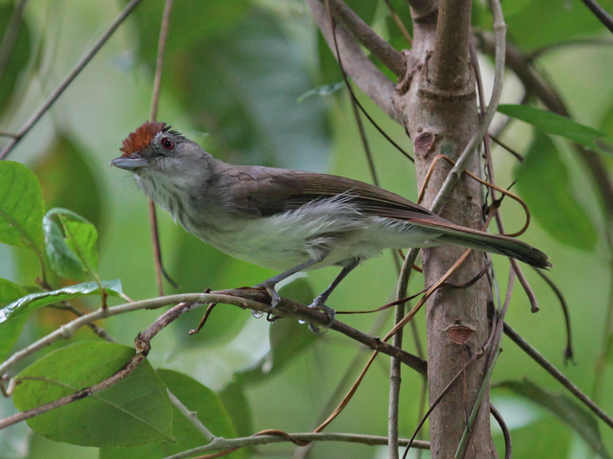 Rufous-crowned Babbler (Malacopteron magnum)