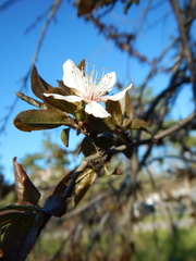 Prunus