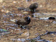 White-Bellied Munia photo 2