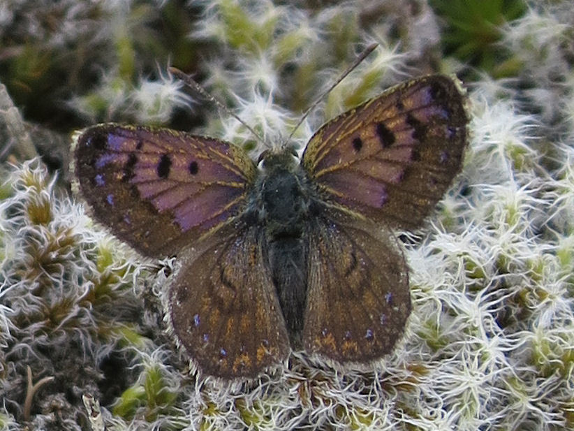 Boulder butterfly