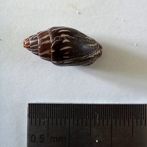 Strigatella paupercula observed 2025-08-04