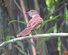 Myiarchus swainsoni