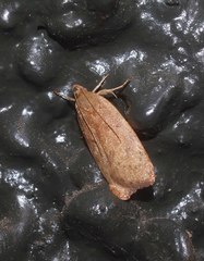 Phaeosaces coarctatella