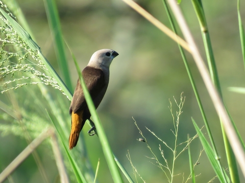 Lonchura caniceps observed 2025-08-03