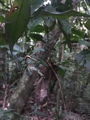 Micrathena cyanospina