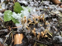 Clavariadelphus ligula