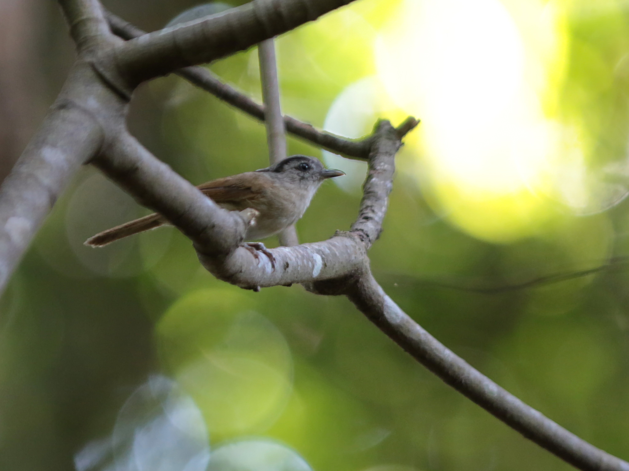 Black-browed Fulvetta (Alcippe grotei), photo 9
