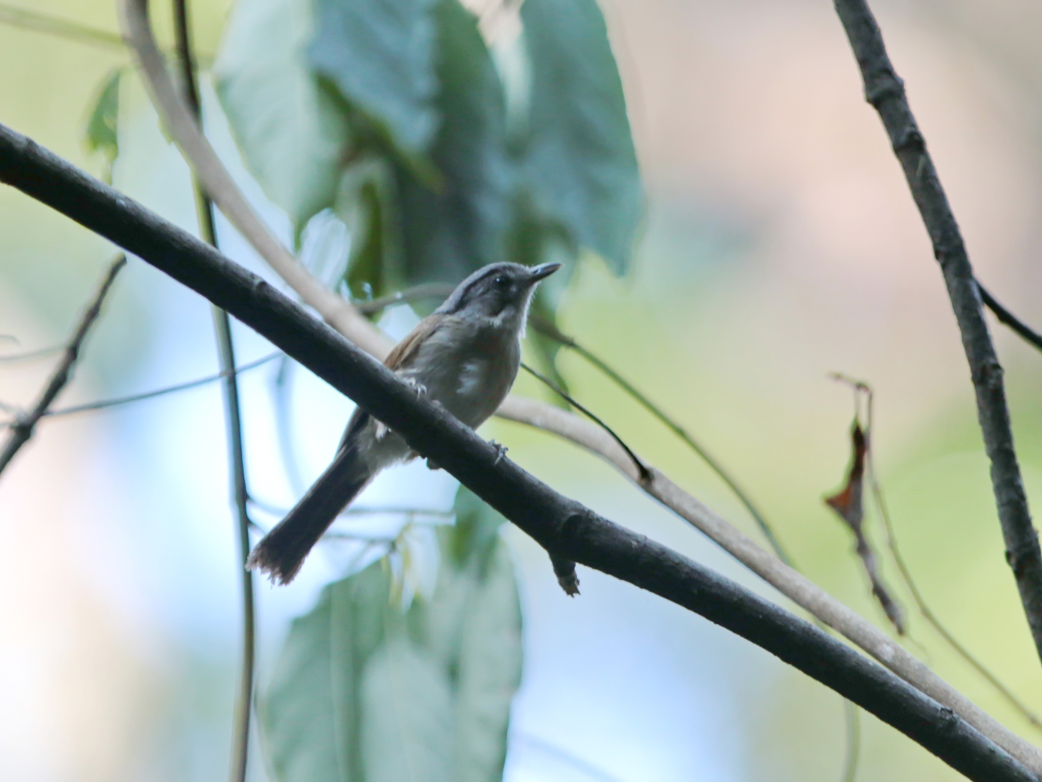 Black-browed Fulvetta (Alcippe grotei), photo 8