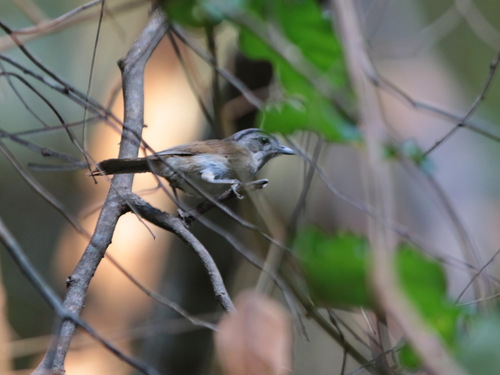 Black-browed Fulvetta (Alcippe grotei), photo 6
