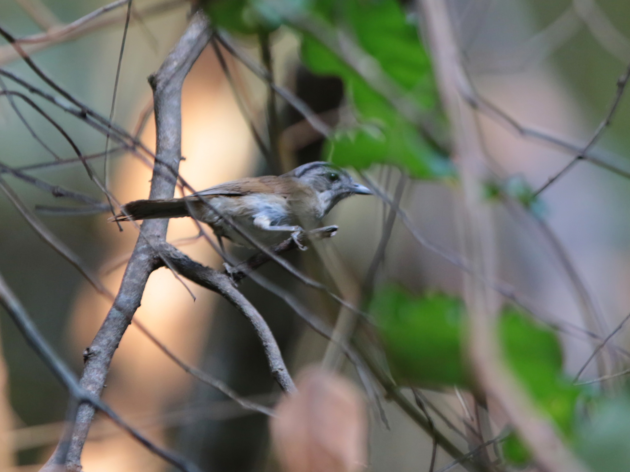 Black-browed Fulvetta (Alcippe grotei), photo 7