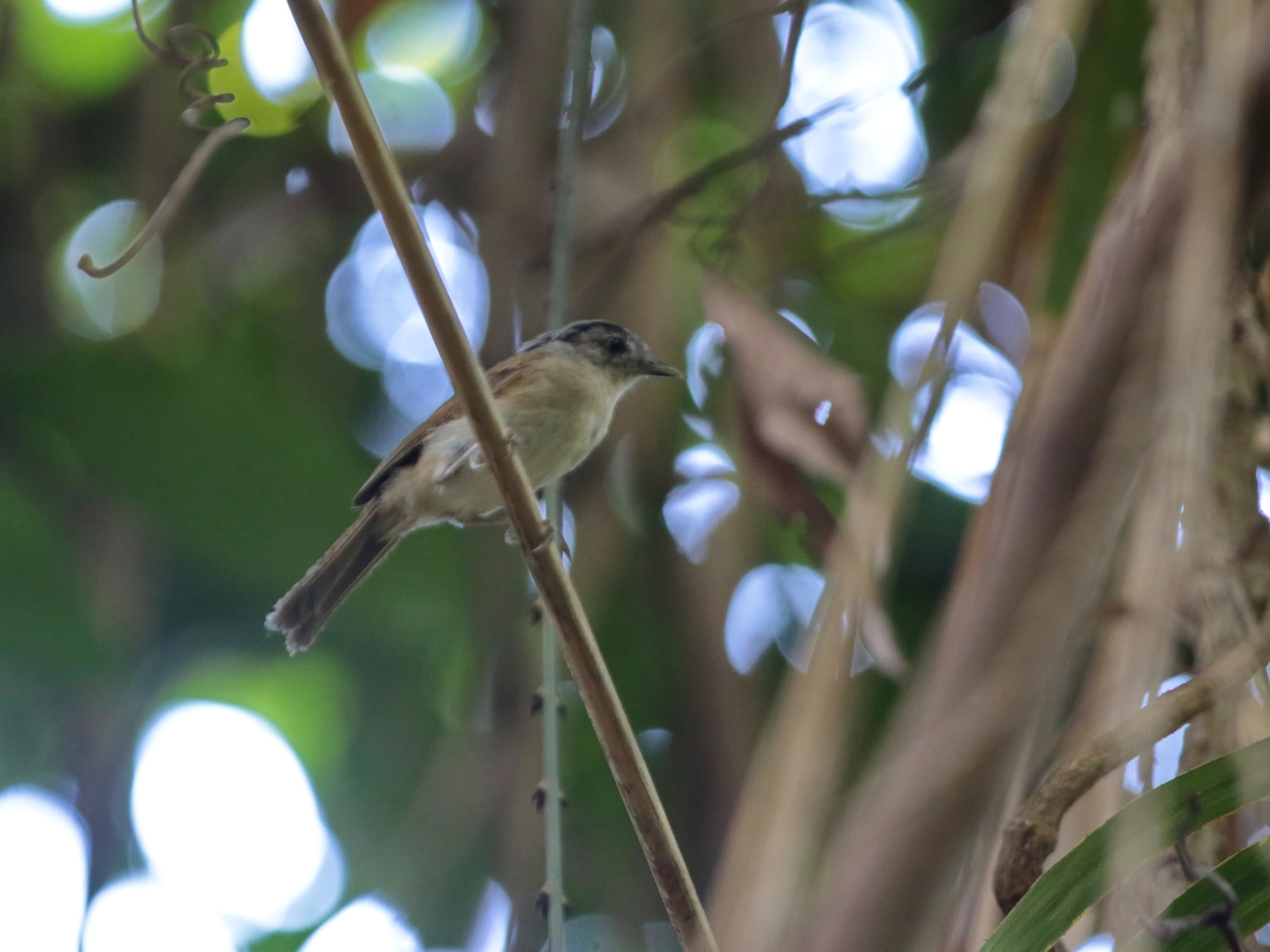 Black-browed Fulvetta (Alcippe grotei), photo 10
