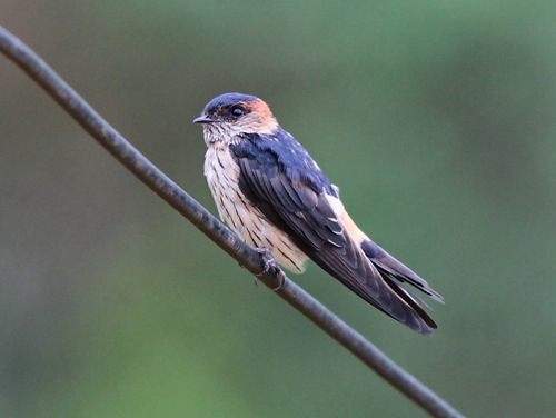 Golondrina dáurica (Cecropis daurica)