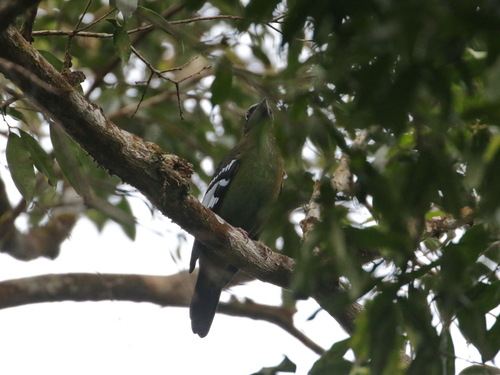 Green Cochoa (Cochoa viridis), photo 6