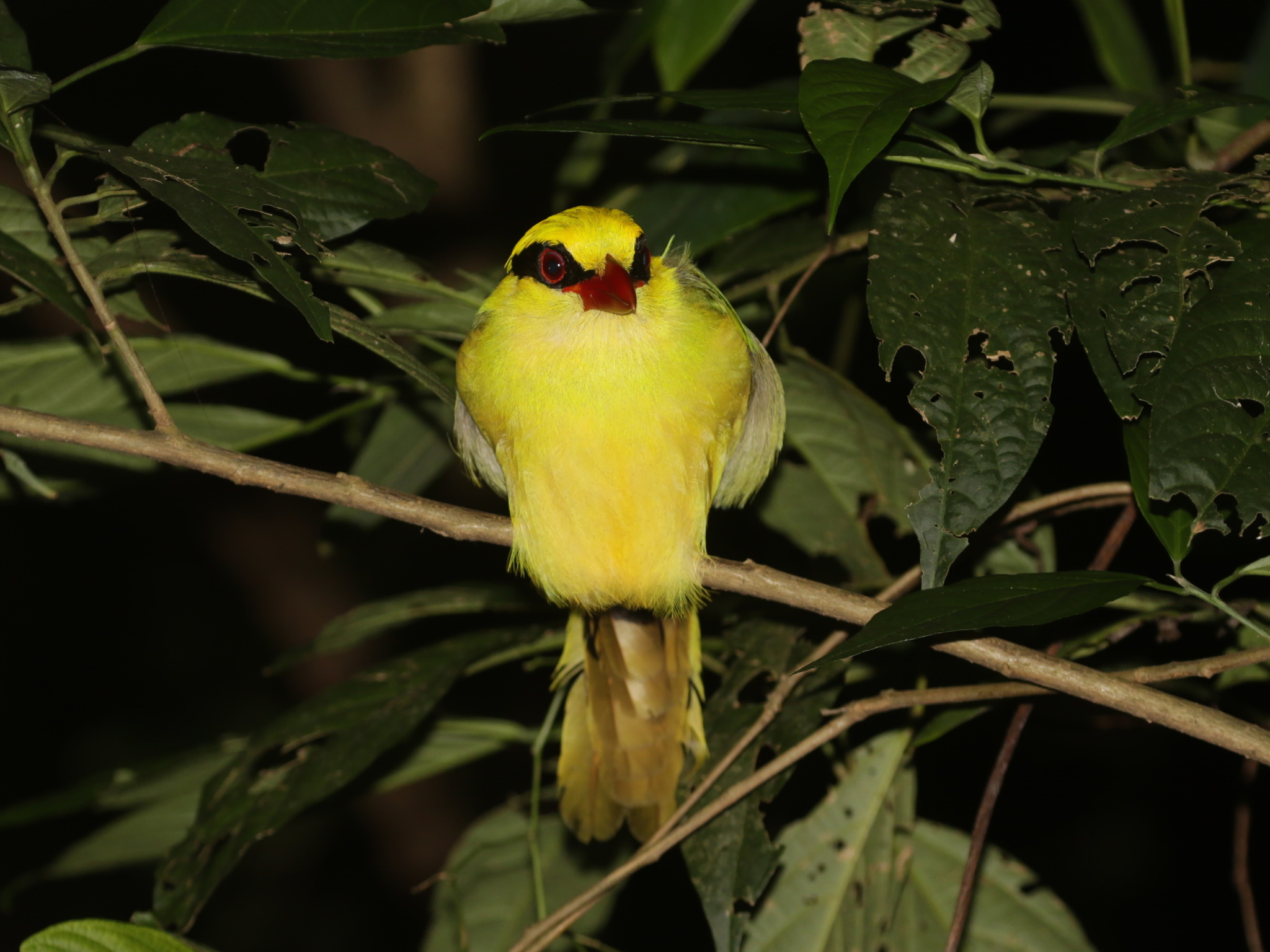 Indochinese Green Magpie