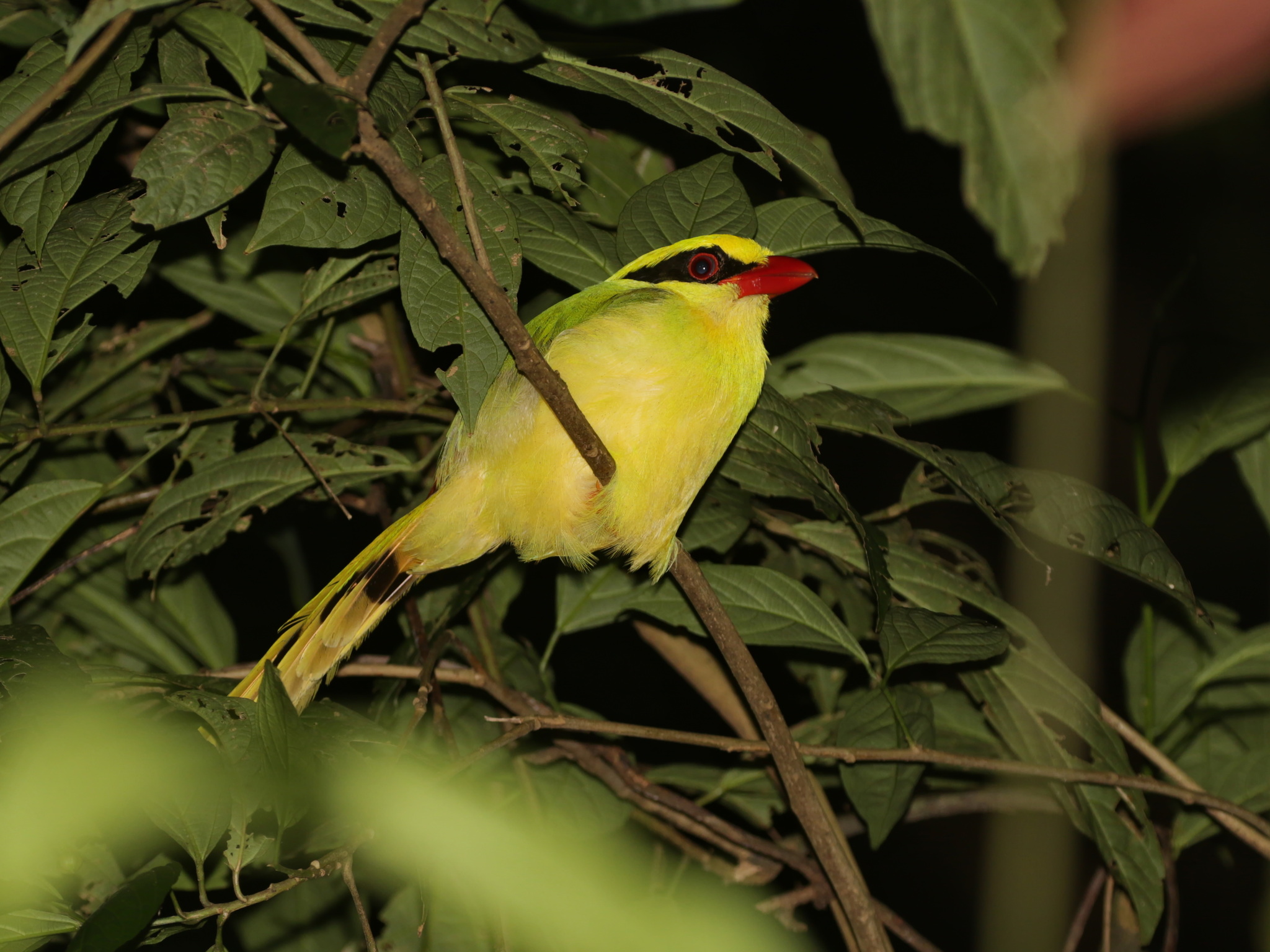 Indochinese Green Magpie