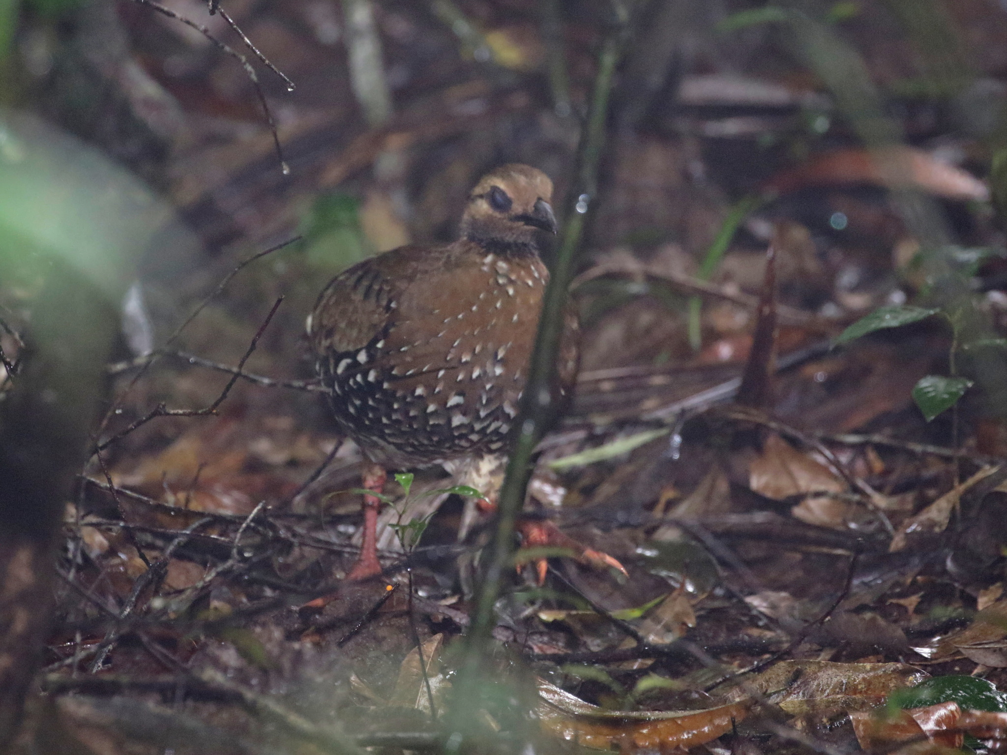 Chestnut-headed Partridge illustration