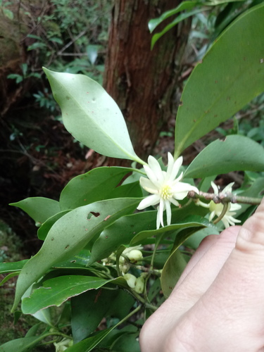 Illicium anisatum iNat (2)