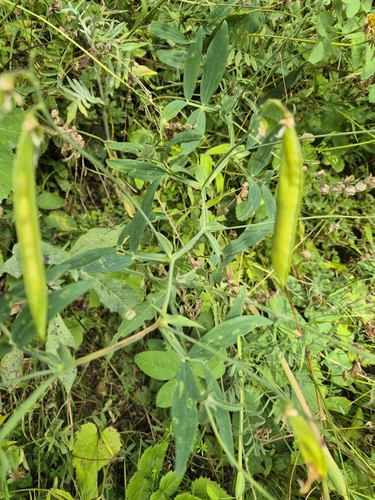 Lathyrus heterophyllus