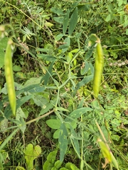Lathyrus heterophyllus