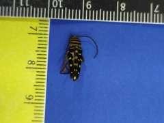 Placosternus guttatus