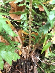 Polystichum × potteri