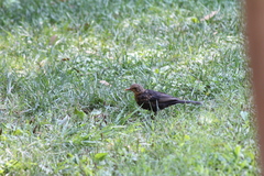 Turdus merula