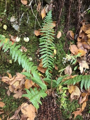 Polystichum × potteri
