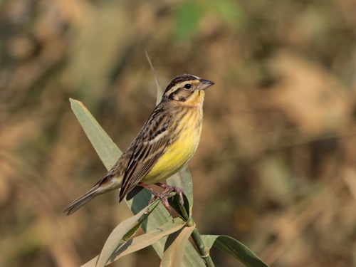 Escribano aureolado (Emberiza aureola)